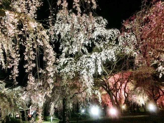 半木(なからぎ)の道のしだれ桜→昼の京都府立植物園→ライトアップの京都府立植物園、ほぼ満開で満足満足！