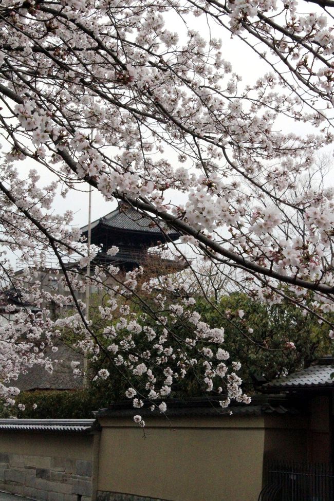 3月末・・・開花の早かった2013年の桜前線。<br />京都もそろそろ満開の場所がチラホラと聞こえてくるようになった。<br /><br />週末のお天気は曇り空。<br />土曜日の方が晴れ間があったようだけれど、お仕事だから仕方ないっ！<br /><br />お休みだった日曜日は生憎の花曇ではあったけれど、前から見たかった高台寺の1本のしだれ桜が満開になっている！！ってことで、今年は迷わず高台寺に花見に行くことに決定♪<br /><br />庭園のほかの桜はまだまだ蕾だったけれど、しだれ桜は本当に今が真っ盛り！！<br />祇園に咲く、桜たちを見ながらのお散歩はしっとりはんなり・・・かしら？（笑）<br /><br /><br />高台寺　　http://www.kodaiji.com/index.html<br />ケーニヒスクローネ　　http://konigs-krone.co.jp/<br />アモーレ木屋町　　http://www.kiwa-group.co.jp/shop/1339741908<br /><br />