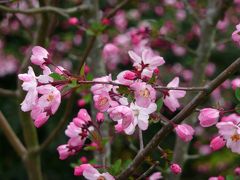 桃源郷　和歌山の花巡り　②