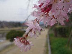 半木の道を歩く。桜の満開にはちょっと早いが，結構咲いていました。