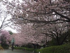 ご近所桜さんぽ ～　第２弾：相模原・大和の桜並木見学サイクリング