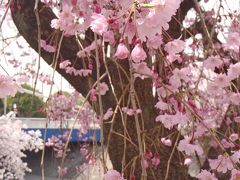春本番！　　桜探しポッター♪