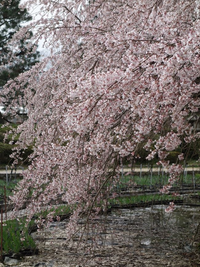 京都の桜は場所によりそれぞれ見所がありますが，植物園の桜もすばらしいものがあります。オオシダレザクラがちょうど満開でした。