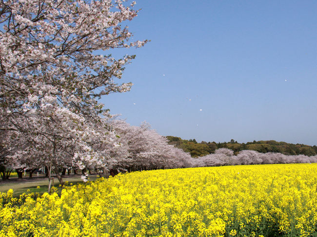 宮崎県西都市にある西都原古墳群の御陵墓前広場を中心に「西都花まつり」が行われます。<br />西都原古墳群内には２０００本のソメイヨシノと３０万本の菜の花が咲き誇るとのこと。<br />桜と菜の花の競演を一度見てみたいと思っていました。<br />今年の「西都花まつり」は3月30日〜4月7日ですが、例年よりも10日ほど早く満開になったとの情報を聞いて、早速行ってきました。<br />写真は西都原古墳内の桜と菜の花<br />