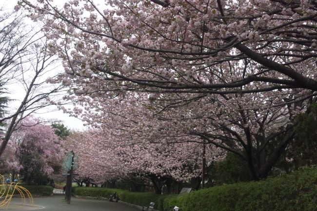 各地の桜祭りまで、桜の花がもたない！<br />嬉しいんだか哀しいんだかの、今年の桜を求めて今週もご近所サイクリング。今日は自宅から西へ。神奈川県の相模大野～林間～つきみ野と巡った。<br />日本人は桜、大好きだよね。いろんな桜がいろんな処で見られる。春は嬉しい季節だ。でも今年は桜が早く咲きすぎて、地元の桜祭り（4月6日）まで花がもたない。よって中止と相成った。その代わり、今は桜だけじゃなく、桃から梅から全部一度に見られるという幸せな目に会えた。