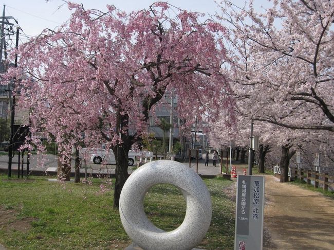 早く咲いた桜の花ですが、なんとか見頃を保っています。<br />風が吹くと、桜の花びらが舞い散る歩道は、いいものです。<br />桜の花が舞い散る様子が好きな人もいます。散歩には、いいですね。<br />桜の花の見納めで、散歩してみました。