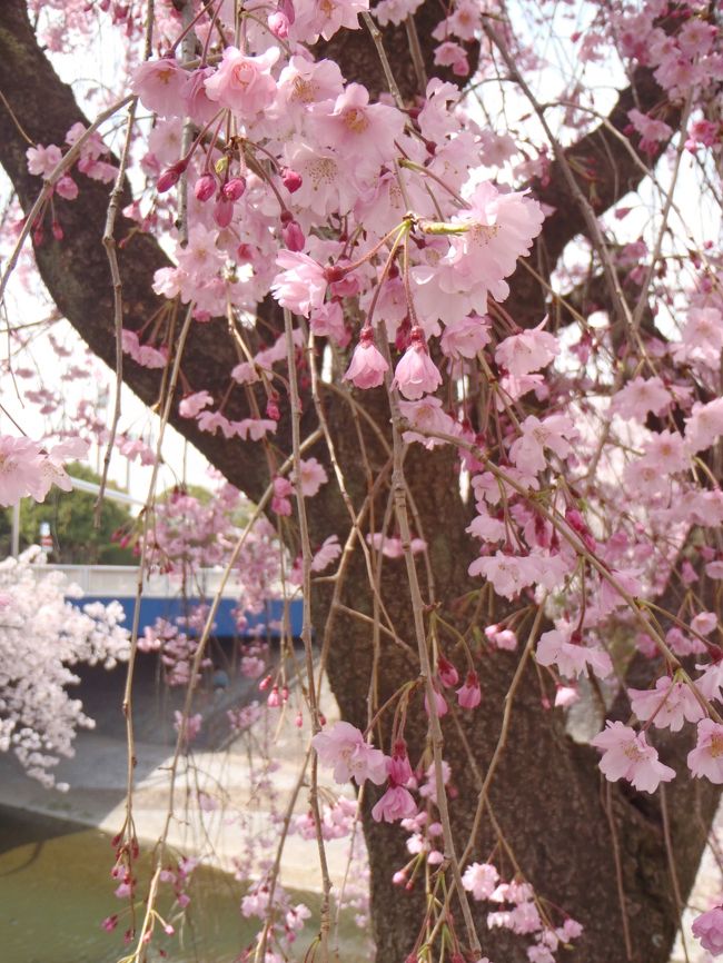 温かくなって来ました♪<br />東海地方は今まさに桜が満開に！<br />お天気も上々　　さて、桜を求めてお出掛けしましょ♪