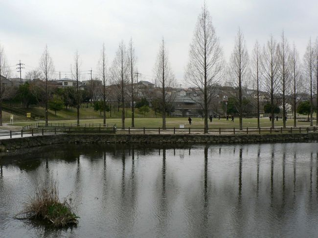 打上川治水緑地(うちあげがわちすいりょくち).は、洪水のときに寝屋川と打上川の両河川の流量を調整するために、大阪府がつくった施設でふだんは市民の憩いの場、都市公園として活用されている。<br />　緑地内は上池と下池をせせらぎで結び芝生広場は数万人規模の大きなイベントにも利用されているとのこと。<br />　多目的グラウンドはスポーツゾーンとしてグラウンドゴルフやゲートボールなどに利用されている。<br />寝屋川市秦町の加茂神社（かもじんじゃ）は「打上川治水緑地」の南側の道沿いにある神社。この神社のそばには秦自治会公民館と広場がある。京都の賀茂神社（かもじんじゃ）は賀茂別雷神社（上賀茂神社）と賀茂御祖神社（下鴨神社）の２つの神社の総称で賀茂神社は賀茂氏（かもうじ）という古代の有力な氏族の氏神だが京都の賀茂神社とこの加茂神社は関連しているとのこと。<br />秦氏の勢力範囲は寝屋川から京都へと広がり桂川中流域、鴨川下流域を支配したとされる。<br />長岡京から７９４年の平安京遷都の際、広い都の中ほど（現在の「堀川通」付近）を流れていた加茂川を、上賀茂神社辺りから迂回させたのが現在の加茂川という説があり河川改修事業を完成させたのが、秦氏だったとされている。秦氏は寝屋川の地で仁徳天皇時代（４世紀後半）の茨田堤（まんだのつつみ、まむたのつつみ）工事、桂川の灌漑工事も行ったとされ財力と優秀な土木技術を持った一族だったのだろう。<br />（写真は打上川治水緑地）<br />