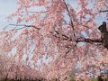ゆとりーとラインで行く東谷山フルーツパーク　青空に映える枝垂桜　ピンク色に染まった公園を歩こう