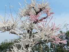 『鈴鹿の森庭園』の枝垂れ梅◆鈴鹿でプチオフ会≪その２≫