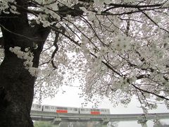 レッサーパンダ・オフ会で春の多摩動物公園へ（1）プロローグの多摩モノレール編＆エピローグのしろくまカフェ編