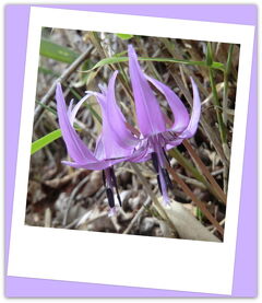 日本百名山/筑波山は霧の中・・・幽玄の世界を歩く♪