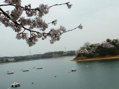 春爛漫　桜満開♪　みよし市三好池を歩く