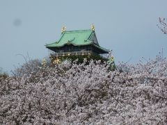 春うらら♪　大阪城満開の桜　花も団子も