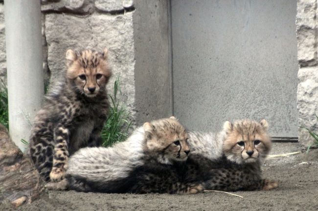 レッサーパンダ・オフ会なので、レッサーパンダが当然、１番目当てでしたが、今回はチーターの赤ちゃんも楽しみでした。<br />去年2012年10月10日生まれの双子ちゃんと、今年１月６日生まれの五つ子ちゃん。<br />どちらもキングチーターがいるんですって。<br /><br />でも、キングチーターってふつうのチーターとどう違うのかしら。<br /><br />それすらも知らず、赤ちゃん情報そのものも、レッサーパンダ紀行コミュ関東オフ会のお誘いをしてくれたjilllucaさんから、場所が多摩動物公園に決まったときに初めて知りました。<br />さらに五つ子ちゃんの公開は、３月９日に始まったばかりでした。<br /><br />通常、五つ子ちゃんの公開時間は11時までなのですが、本日はあいにくの小雨と寒さのため、10時半に繰り上げられました。<br />そのことは知らなかったのですが、ちゃんと間に合いました、良かった！！<br />五つ子ちゃんのうち、展示されていた赤ちゃんは３匹のようでしたが（確信がもてないのは、展示ガラス前でやっと陣取れたはじっこから動けなかったので、展示場の一部しか見えなかったため）、赤ちゃんってほんとに小さくて可愛くて、カメラを構えながらでれでれでした@<br /><br />それにもしかしたら五つ子ちゃんの展示が10時半に終わったのは、私たちにとってはちょうど良いタイミングだったといえるかもしれません。<br />入れ違いに３ヶ月お兄さんの10月生まれの双子ちゃんが出てきたので。<br />もうすぐ６ヶ月になる10月生まれの双子ちゃんは、成獣より一回り小さいくらいでした。<br />たった３ヶ月であんなに成長するのかと驚きましたが、成獣のりりしさよりも、まだまだ子供のあどけなさが勝っていました。<br /><br />チーターを見た後は、そのままアフリカ圏を周り、メインロードに戻らずアジア圏のはじからオーストラリア圏へ移動しました。<br />私が多摩動物公園を訪れるのは去年2012年２月11日に続いて２度目なのですが、去年はアフリカ圏は全く回れなかったので、私にとってもちょうど良いルートでした。<br /><br />また、ライオンバスは乗れなかったけれど、かなり広い屋外展示場にあんなにたくさんライオンがいて、ライオンバスからライオンを見学している様子などが外から見られて、それだけでも面白かったです。<br />去年はライオンバスにさほど興味を覚えなかったのですが、あれを見た後では、俄然、興味が沸きました。<br />いつか乗ってみたいです。<br /><br />オーストラリア圏では、ウォンバットを初めて見ました。<br />去年はまるまって寝ていて、どんな動物か分からなかったのです。<br />あんなに可愛いなんて知りませんでした。めちゃめちゃキュート！<br />特に、隣の檻で掃除している飼育員さんのお姉さんの気を引こうとするかにように、一生懸命追いかけていたけけなげな姿にもやられました@<br /><br />他に、見学したけれど写真を撮れなかったのは、太い檻の向こうで絶えず動いていたサーバルキャットだけで、あとはだいたい写真を撮ることができました。<br /><br />というわけで、多摩動物公園でのレッサーパンダ・オフ会の旅行記は次の４本にまとめました。<br />動物写真のほとんどは、一眼レフのEOS Kiss X5で撮りましたが、ライオンバスとライオン屋外展示場の様子はコンデジのデジタルズームも使おうと思い、PowerShot SX 210 ISで撮りました。<br /><br />＜私にとって２回目のレッサーパンダ・オフ会の旅行記シリーズ構成＞<br />□（1）プロローグの多摩モノレール編＆エピローグのしろくまカフェ編<br />■（2）キングチーターの赤ちゃん！～それからコアラにウォンバットなど、アフリカ圏とオーストラリア圏の動物たち<br />□（3）レッサーパンダのりんごタイムのアズキちゃんと花花さん！～それからオランウータンの赤ちゃんなどアジア圏の動物たち<br />□（4）麗しの春の彩りの多摩動物公園<br /><br />多摩動物公園の公式サイト<br />http://www.tokyo-zoo.net/zoo/tama/<br />2013年３月15日ニュース「チーター親子の展示スケジュール」<br />http://www.tokyo-zoo.net/topic/topics_detail?kind=news&amp;inst=tama&amp;link_num=21439<br /><br />※前回初めてのレッサーパンダ・オフ会の旅行記<br />2012年10月21日<br />「レッサーパンダ・オフ会で千葉市動物公園へGo！（1）メイメイちゃんの双子の赤ちゃんレッサーパンダに会えた！」<br />http://4travel.jp/traveler/traveler-mami/album/10719428<br />「レッサーパンダ・オフ会で千葉市動物公園へGo！（2）リンゴタイムの大人のレッサーパンダたちもとってもキュート@」<br />http://4travel.jp/traveler/traveler-mami/album/10719702<br />「レッサーパンダ・オフ会で千葉市動物公園へGo！（3）動物が近くて見やすくてびっくり！～レッサーパンダ以外の動物も楽しめた@」<br />http://4travel.jp/traveler/traveler-mami/album/10719852/<br /><br />※初めて訪れたときの多摩動物公園の旅行記<br />2012年２月11日<br />「一眼レフを持って多摩動物公園にチャレンジ！───（1）プロローグ：初めて乗った多摩モノレールや動物公園いろいろ」<br />http://4travel.jp/traveler/traveler-mami/album/10645250/<br />「一眼レフを持って多摩動物公園にチャレンジ！───（2）アジアの山岳エリアのユキヒョウやトラやオオカミなど」<br />http://4travel.jp/traveler/traveler-mami/album/10645358<br />「一眼レフを持って多摩動物公園にチャレンジ！───（3）やっぱりレッサーパンダが一番可愛い！」<br />http://4travel.jp/traveler/traveler-mami/album/10645513<br />「一眼レフを持って多摩動物公園にチャレンジ！───（4）オーストラリアの動物からワシやシロフクロウやマレーバクまで」<br />http://4travel.jp/traveler/traveler-mami/album/10645756<br /><br />※その他、これまでの動物旅行記の目次はこちら。<br />「動物／動物園と水族館の旅行記～レッサーパンダ大好き～　目次」<br />http://4travel.jp/traveler/traveler-mami/album/10744070/<br />