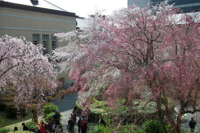 京都の桜　京都府庁旧本館に参ります<br />桜は中庭にあるため外からは見えません<br />また警備員が立っていたりするので<br />少し入りにくいのですが見事な桜を眺められます