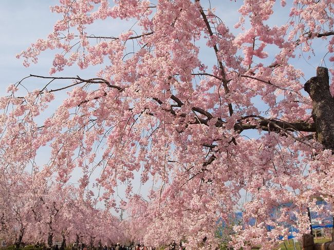 ゆとりーとラインで行く東谷山フルーツパーク　青空に映える枝垂桜　ピンク色に染まった公園を歩こう