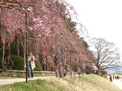 2013年お花見　京都　インクライン・半木の道