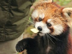 レッサーパンダ・オフ会で春の多摩動物公園へ（3）レッサーパンダのりんごタイムのアズキちゃんと花花さん！～それからオランウータンの赤ちゃんなどアジア圏の動物たち