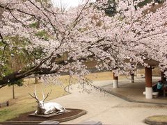 レッサーパンダ・オフ会で春の多摩動物公園へ（4）麗しの春の彩りの多摩動物公園