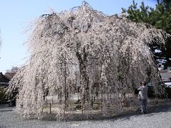 京都へ　桜を見に行こう１