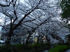 2013年桜だより◆高瀬川沿い（木屋町通り）の桜並木