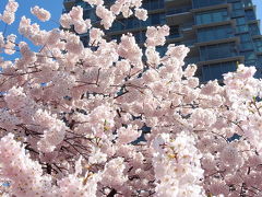 都会の桜　公園の桜