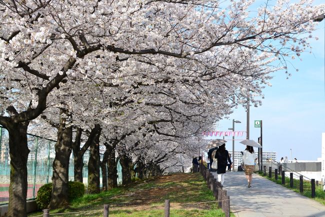 東京の桜の名所をﾊﾞｽで巡ってきました。<br />24日頃が桜の満開で、その後天気は下り坂、ﾊﾞｽを予約をした28日まで花はもつかと心配しましたが、まだまだ楽しめました。<br /><br />『コース』<br />　東京駅～隅田川桜ｸﾙｰｽﾞ（両国～浅草二天門～お台場海浜公園）<br /><br />　　～①増上寺(車窓）～「KITTE」（東京駅新名所）～②北の丸公園<br /><br />　　～③靖國神社～④千鳥ｹ淵～⑤隅田公園～⑥上野恩賜公園～<br /><br />　　　⑦上野不忍池<br /><br />