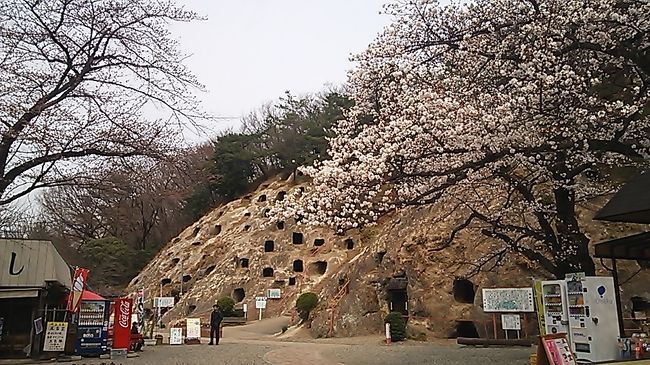 吉見町にある吉見百穴へ行ってきました。<br />桜もちょっと咲きかけていてきれいでした。<br /><br /><br />入場料300円。<br />ちなみにたくさんの穴はお墓です。<br />http://www.town.yoshimi.saitama.jp/guide_hyakuana.html