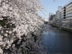 目黒川さくら散歩　Sakura walk on Meguro River Side/Tokyo