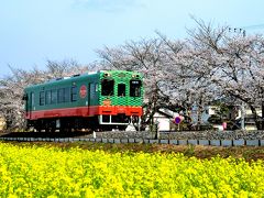 2013年観桜記　（４）真岡　一万本桜まつり