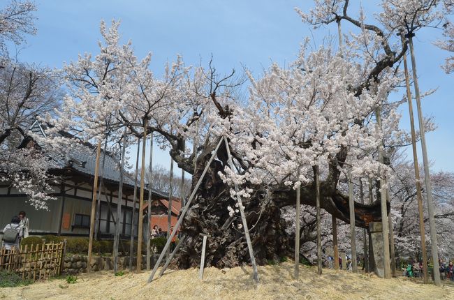 日本の三大桜の一つに数えられる「山高神代サクラ」を訪ねた。<br />「山高神代サクラ」は、山高の「実相寺」の境内に有るエドヒガン桜。<br />推定樹齢は１８００年、樹高１３．６ｍ、目通り幹周１０．６ｍあり、日本で最古最大級の巨樹で有る。<br /><br />今年の桜は早く、３月２８日には満開になった。４日遅れで訪れたが、天気も良く、他のソメイヨシノも見頃を迎えて来て、絶好の花見日和となった。<br /><br />雪を被った南アルプスや八ヶ岳をバックに神々しい「神代サクラ」を見た。<br /><br />日本三大桜は、他に福島県の「三春滝桜」、岐阜県の「根尾谷淡墨桜」である。<br />「三春滝桜」は、昨年訪れた。<br />http://4travel.jp/traveler/stakeshima/album/10666177/<br />http://4travel.jp/traveler/stakeshima/album/10666297/<br /><br />神代桜を見た後に、武川の町をあちらこちら訪れ面白かった。<br />さらに、帰りの釈迦堂ＰＡの桃の花、思いがけずに桃源郷が見られた。