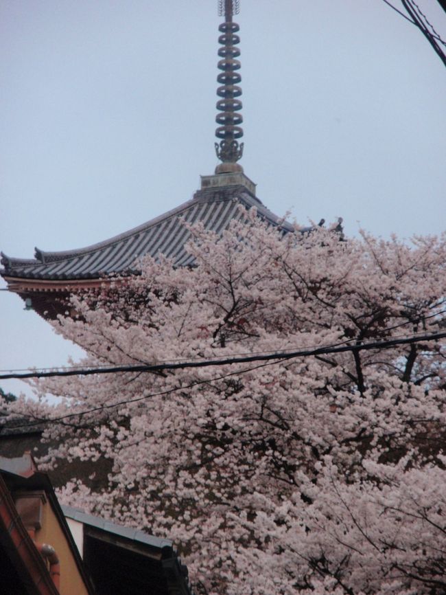 今年は満開のさくらの時にお花見が叶いました・・・・・京都のさくらを追いかけられなくて早２〜3年経っているのかも・・・・本当にこうして意識して追いかけてみるとよけいに、時のたつのが早く感じるのかしら・・・<br /><br />4月1日・・・・やっと時間が取れて京都に出発・・・・京阪からの車窓からも沢山のさくらが満開<br />満足満足＾−＾<br /><br />今日はそんな中から清水さんの状況をお知らせいたします＾−＾<br /><br />噂や想像では解かっているのですが・・・・・凄い・・実に凄い！<br /><br />