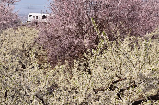 桜満開の中を走る中央本線を見に、去年に引続き春の勝沼ぶどう郷駅を訪れてみました。<br />勝沼の桜を満喫するために周辺を歩いてみると、桜の綺麗な風景だけではなく、桃の花やすももの花などの素晴らしい風景を見つけることが出来ました。 