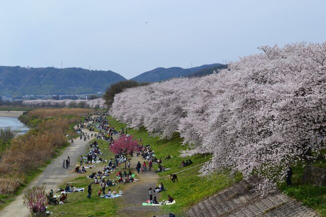 京阪電車・八幡市駅から往復2.8kmで3川合流地点まで行ける。<br />満開の桜に、たくさんの人出でにぎわいました。