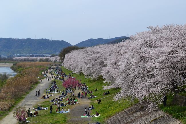 京阪電車・八幡市駅から往復2.8ｋｍで3川合流地点まで行ける。<br />満開の桜に、たくさんの人出でにぎわいました。