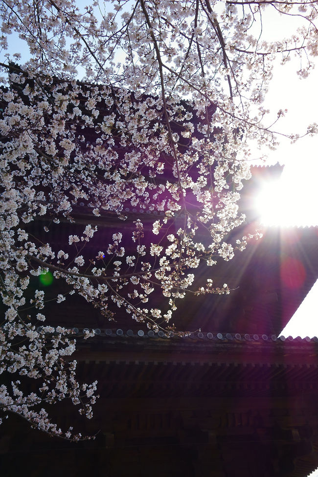 日本中で桜の開花ラッシュですが、それに乗り遅れまいと<br />急遽花見に繰り出しました。ＰＭ2.5&amp;杉の花粉との戦いでしたが<br />久しぶりに日本の美に癒されました。<br /><br />高台寺のライトアップ同様、京都ならではの古都の桜を堪能した一日でした。<br /><br />旬なトっピックスなのでとりあえず写真だけでもアップします。