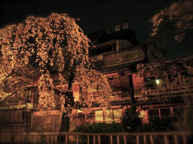 ちょこっとちょこっと京都 白川の夜桜 と 夜カフェはしご 二条 烏丸 河原町 京都 の旅行記 ブログ By Middx さん フォートラベル