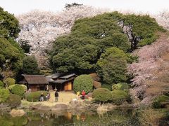 如月十五夜の日、上野公園の桜を見て、博物館の庭園を散策する