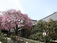 2013年京都の桜　見頃です2　平野神社、洛星ヴィアトール学園、地蔵院椿寺、成願寺、宥清寺、立本寺、上品蓮台寺、雨宝院