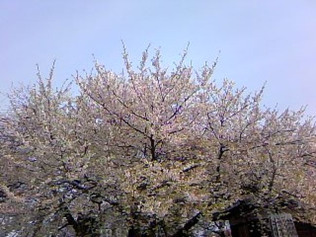 駅からハイキングで北本を歩きました。<br /><br />折りしも満開、かば桜は散り気味でしたが、十分見ごたえがありました。