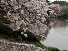 カメラと散歩　新宿御苑　桜満開