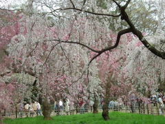 京都御苑の桜！2013年