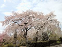 桜のこころ「三代目・名桜守～嵐山！！」