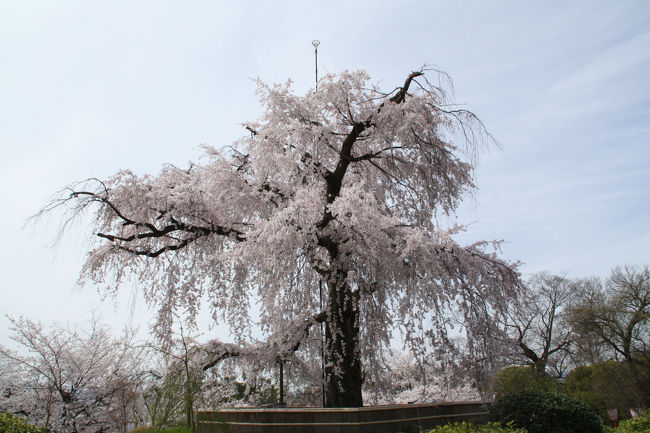 晴天の中、南禅寺、知恩院、円山公園、祇園白川の桜を見て回りました。