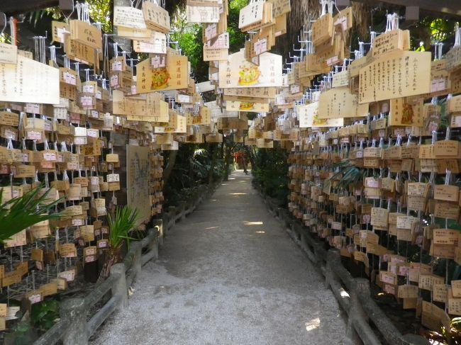 青島の「青島観光ホテル」に宿泊して、翌日出発前に海岸沿いの遊歩道を歩いて、近くにある青島と青島神社周辺を散策、島内にある亜熱帯植物群や海岸を眺めて、海岸沿いまで戻り、途中の県立亜熱帯植物園に入園、園内のお花や植物を眺めて青島観光ホテルへ戻りました。