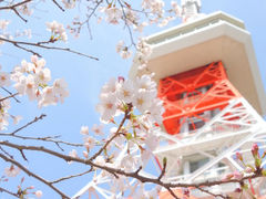 宇都宮市・八幡山公園～祥雲寺～石井の桜堤、お花見2013。