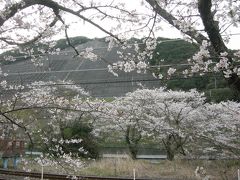 山中渓駅界隈桜散策