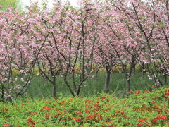 上海の黄興路・黄興公園・１３年春