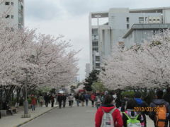 上海の同済大学・１３年春